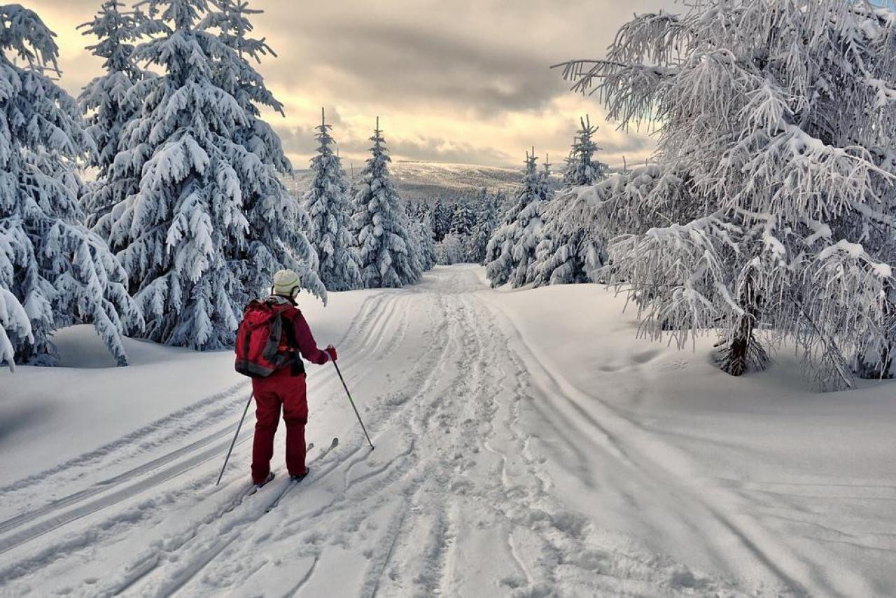 Лыжник в лесу. Зима лыжи. Зима беговые лыжи. Зимний лес лыжи.
